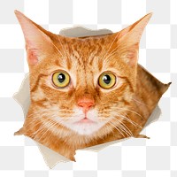 Cute cat png sticker, ripped paper design, transparent background