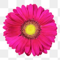 Daisy png sticker, hot pink design, transparent background