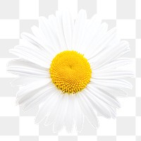 Daisy png sticker, white design, transparent background