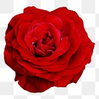 Rose png sticker, red design, transparent background