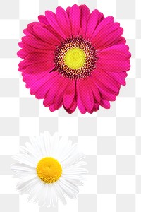 Png daisy sticker, pink & white design, transparent background