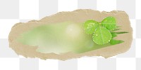 PNG Green leaves with water drops, collage element, transparent background