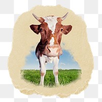 Guernsey cattle png sticker, ripped paper, transparent background