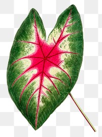 Pink caladium leaf png sticker, transparent background