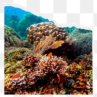 Coral reef png border sticker, ripped paper design, transparent background