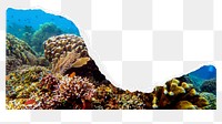 Coral reef png border sticker, ripped paper design, transparent background