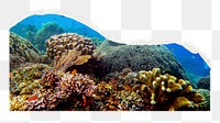 Coral reef png border sticker, ripped paper design, transparent background