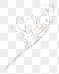 Magnolia flower png sticker, line art illustration, transparent background