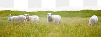 Png sheep border, torn paper collage, transparent background