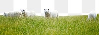 Png green meadow border, sheep, transparent background