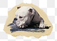 PNG A white bulldog, collage element, transparent background