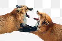 Red fox fighting png sticker, animal, transparent background