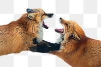 Red fox fighting png sticker, animal, transparent background