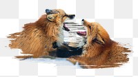 Red fox fighting png sticker, animal, transparent background