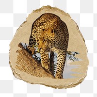 PNG Leopard perched in a tree, collage element, transparent background