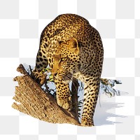 PNG Leopard perched in a tree, collage element, transparent background