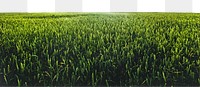 Green meadow png border, agriculture photo, transparent background