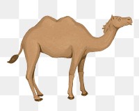 Camel, animal png sticker, watercolor animal illustration, transparent background