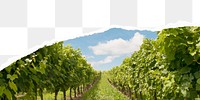 Vineyard png border, torn paper design, transparent background