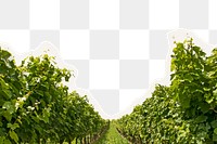 Vineyard png border, torn paper design, transparent background