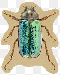 June bug  png sticker, ripped paper on transparent background 