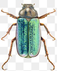 June bug  png sticker, transparent background