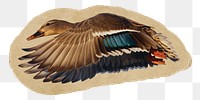 Mallard duck png sticker, ripped paper on transparent background 