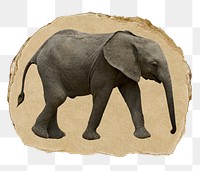 African elephant png sticker, ripped paper on transparent background 