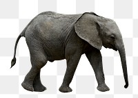 African elephant png sticker, transparent background