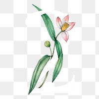 Png number 2 flower sticker, botanical design, transparent background