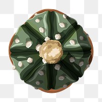 Png cactus sticker, aesthetic illustration, transparent background