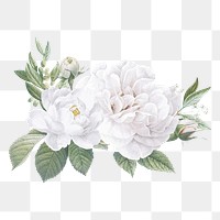 Png Botanical sticker illustration, vintage flower, transparent background