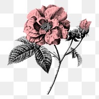 Pink rose png flower sticker, aesthetic collage element on transparent background
