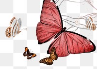 Butterfly png border, transparent background