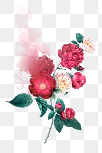 Pink rose png sticker, transparent background