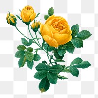 Yellow rose png sticker, vintage flower, transparent background