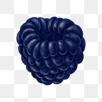 Realistic blackberry png sticker, hand drawn illustration, transparent background