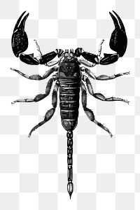 Scorpion png sticker illustration, transparent background. Free public domain CC0 image.