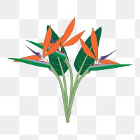 Bird of paradise png sticker illustration, transparent background. Free public domain CC0 image.