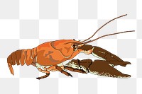 White-clawed crayfish png sticker illustration, transparent background. Free public domain CC0 image.