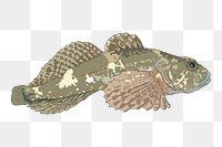 Sculpin fish png sticker illustration, transparent background. Free public domain CC0 image.