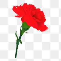 Red carnation png sticker illustration, transparent background. Free public domain CC0 image.