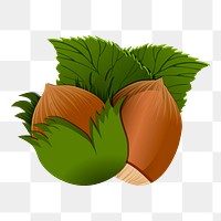 Hazelnut png sticker illustration, transparent background. Free public domain CC0 image.