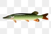 Muskellunge fish png sticker illustration, transparent background. Free public domain CC0 image.