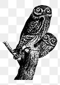 Owls png illustration, transparent background. Free public domain CC0 image.