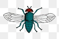 Insect png illustration, transparent background. Free public domain CC0 image.