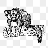 Aye-aye png animal illustration, transparent background. Free public domain CC0 image.