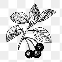 Berry branch png  illustration, transparent background. Free public domain CC0 image.