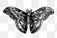 Moth png illustration, transparent background. Free public domain CC0 image.