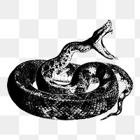 Python snake png illustration, transparent background. Free public domain CC0 image.